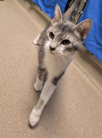 PATRICE, a cat for adoption from Macon County Animal Control and Care Center