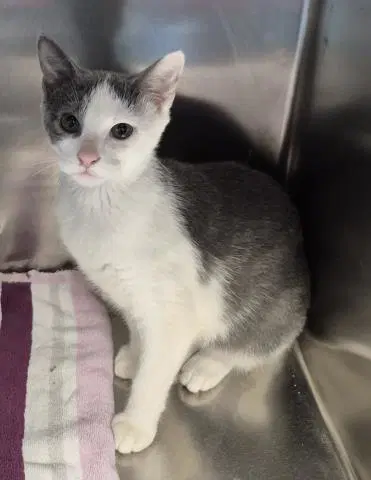 Catberry - Domestic Short Hair