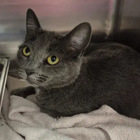 Jane - Domestic Short Hair