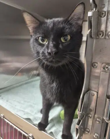 Pyotr - Domestic Short Hair