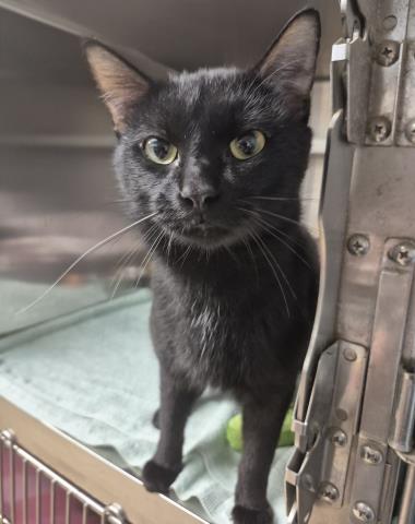PYOTR, a cat for adoption from Macon County Animal Control and Care Center