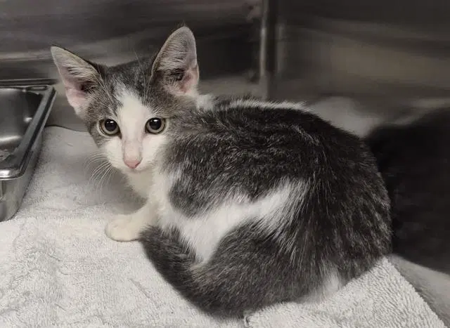 Slinky - Domestic Short Hair
