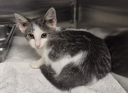 SLINKY, a cat for adoption from Macon County Animal Control and Care Center