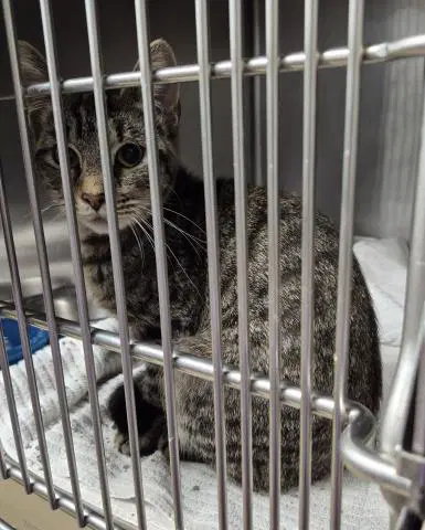 Yvonne - Domestic Short Hair