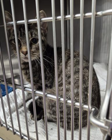 YVONNE, a cat for adoption from Macon County Animal Control and Care Center