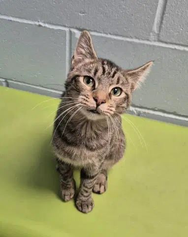 Yvonne - Domestic Short Hair