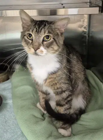 Lowell - Domestic Medium Hair
