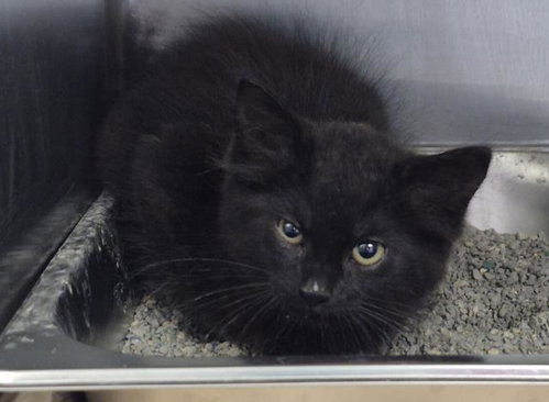 LEMON SLIME, a cat for adoption from Macon County Animal Control and Care Center