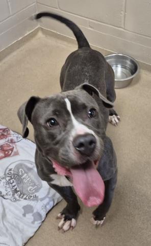 PEARL, a dog for adoption from Macon County Animal Control and Care Center
