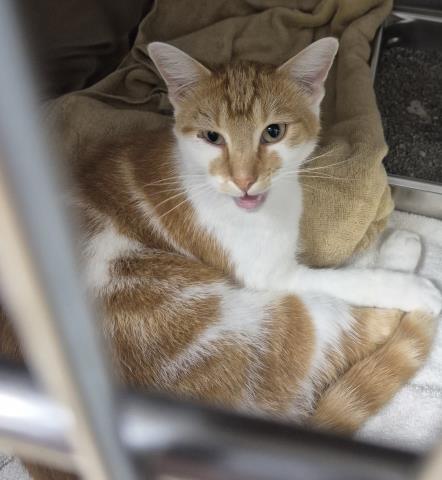SASQUATCH, a cat for adoption from Macon County Animal Control and Care Center