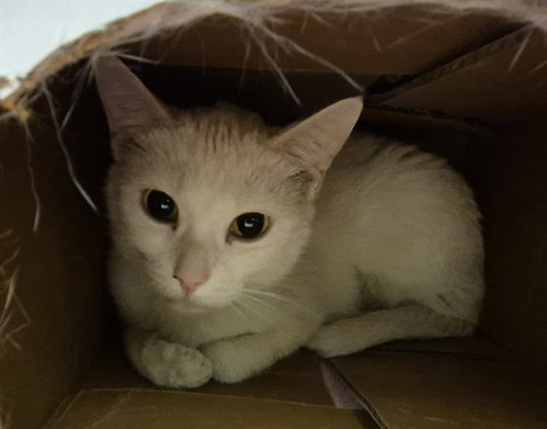 ABOMINIBLE SNOWMAN, a cat for adoption from Macon County Animal Control and Care Center
