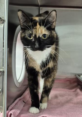 Burger Queen, Domestic Short Hair