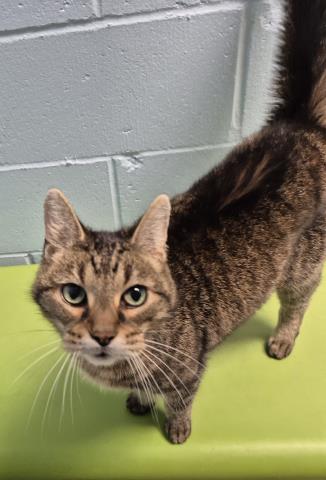 EMIL, a cat for adoption from Macon County Animal Control and Care Center