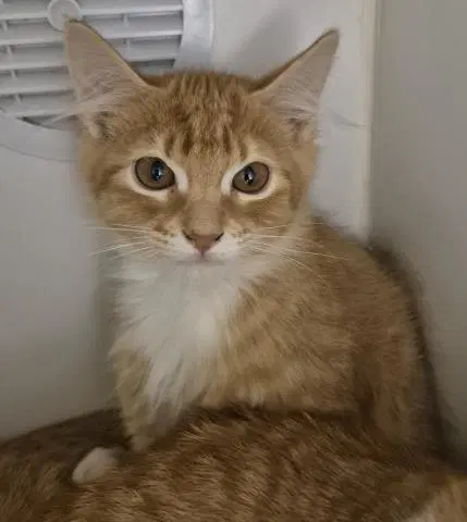 Nerd - Domestic Short Hair