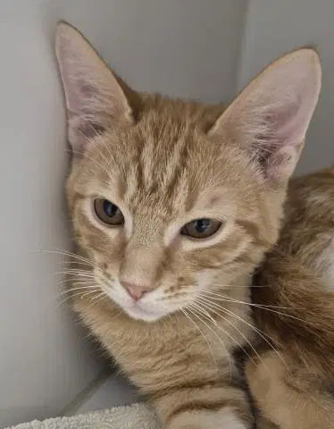 Lifesaver - Domestic Short Hair