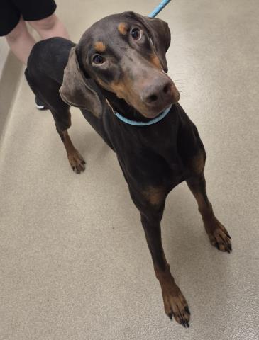 Jessie, Doberman Pinscher