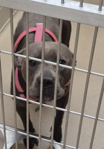 Crystal, Pit Bull Terrier