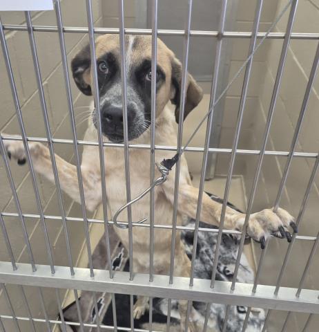 Blush, Anatolian Shepherd