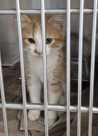 Lollygag, Domestic Short Hair
