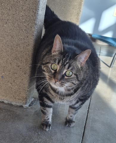 NEIL, a cat for adoption from Macon County Animal Control and Care Center