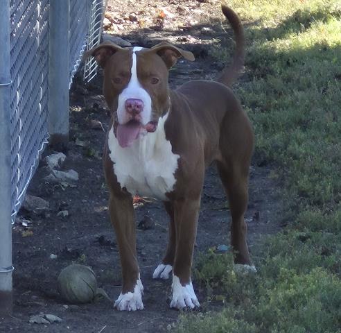 PRINCE WOODY, a dog for adoption from Macon County Animal Control and Care Center