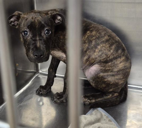 JITTERBUG, a dog for adoption from Macon County Animal Control and Care Center
