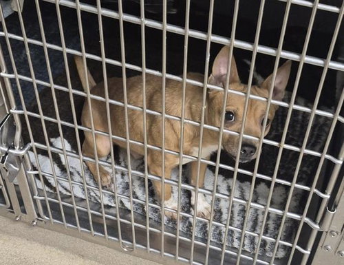 NAPOLEON CHEDDAR, a dog for adoption from Macon County Animal Control and Care Center