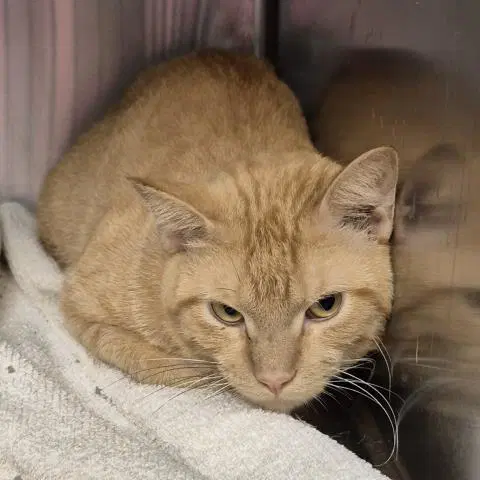 Tito - Domestic Short Hair