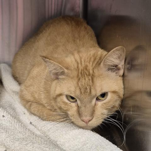 TITO, a cat for adoption from Macon County Animal Control and Care Center