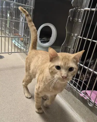 Tito - Domestic Short Hair