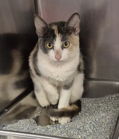 Janet - Domestic Short Hair