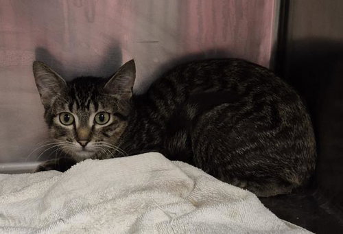 MICHAEL, a cat for adoption from Macon County Animal Control and Care Center