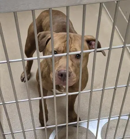 Mary - Pit Bull Terrier