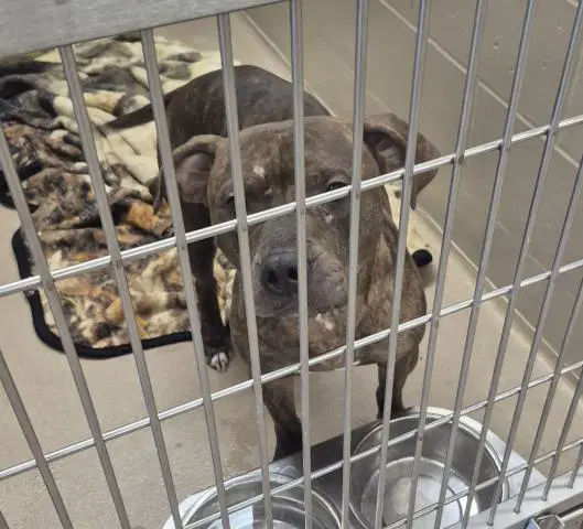 Sarah - Pit Bull Terrier