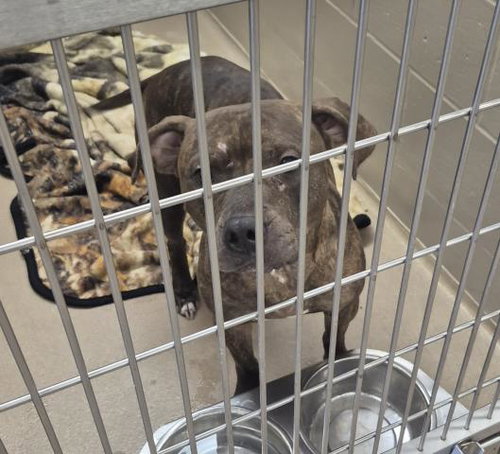 SARAH, a dog for adoption from Macon County Animal Control and Care Center