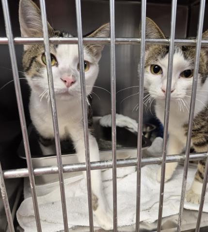 FREDDY, a cat for adoption from Macon County Animal Control and Care Center