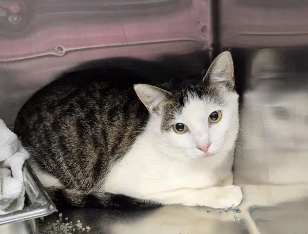 Jigsaw - Domestic Short Hair