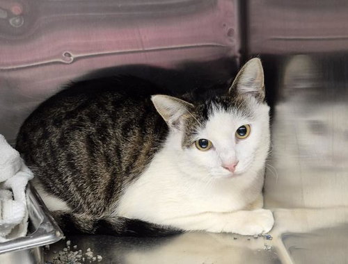 JIGSAW, a cat for adoption from Macon County Animal Control and Care Center