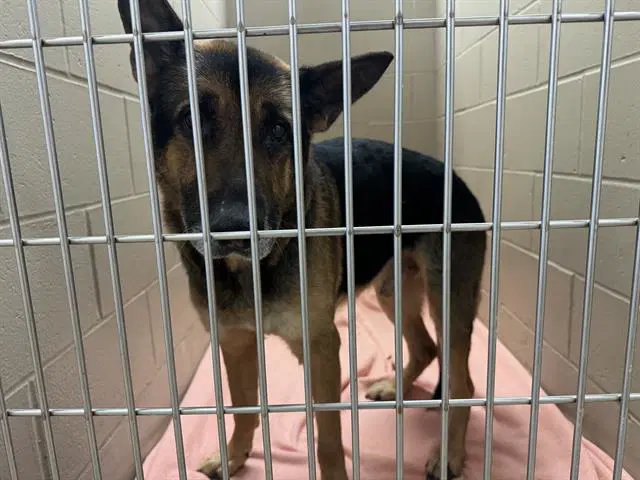 Rock - German Shepherd Dog