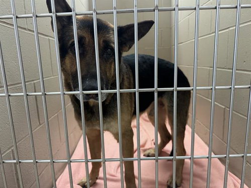 ROCK, a dog for adoption from Macon County Animal Control and Care Center