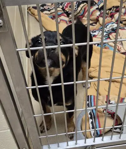 Brandon - Rottweiler