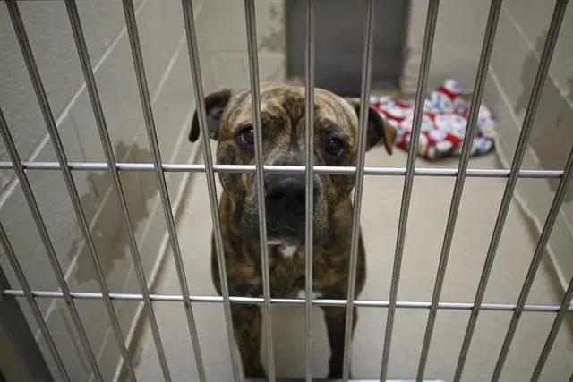 Kobie - Pit Bull Terrier