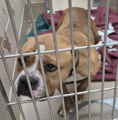 Dolan - American Pit Bull Terrier