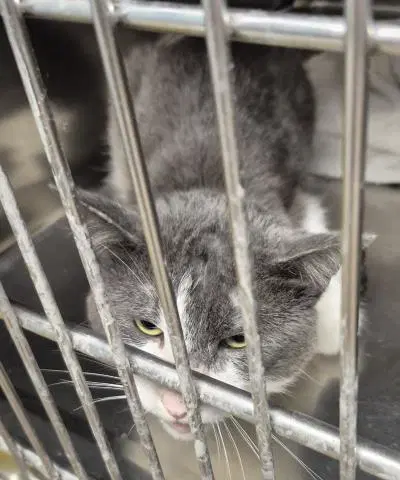 Doug - Domestic Short Hair