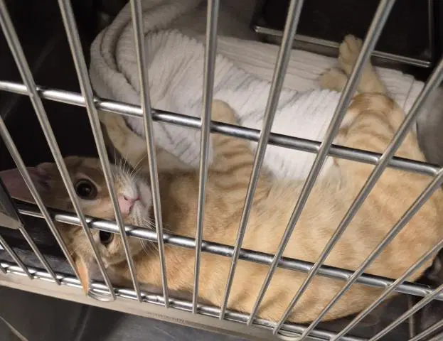 Murray - Domestic Short Hair