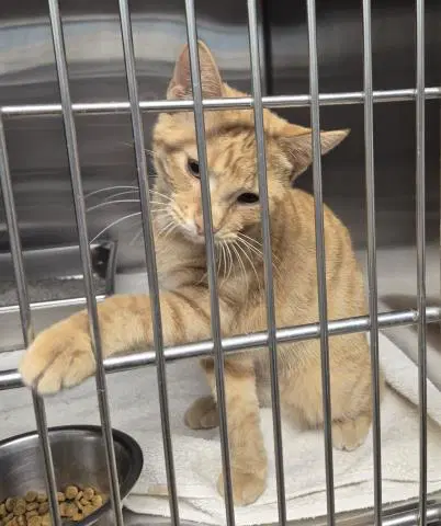 Lindsey - Domestic Short Hair