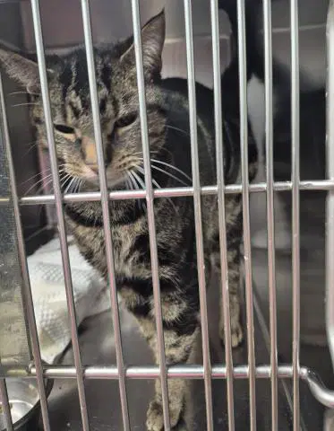 Max - Domestic Short Hair