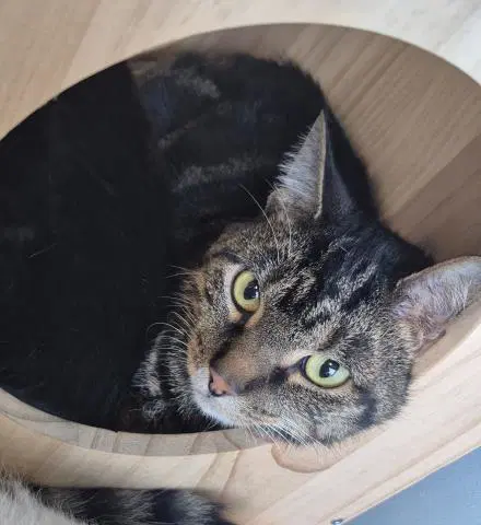 Max - Domestic Short Hair