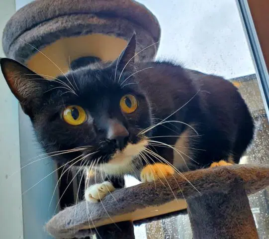 Billy - Domestic Short Hair