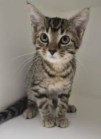 Cairo - Domestic Short Hair